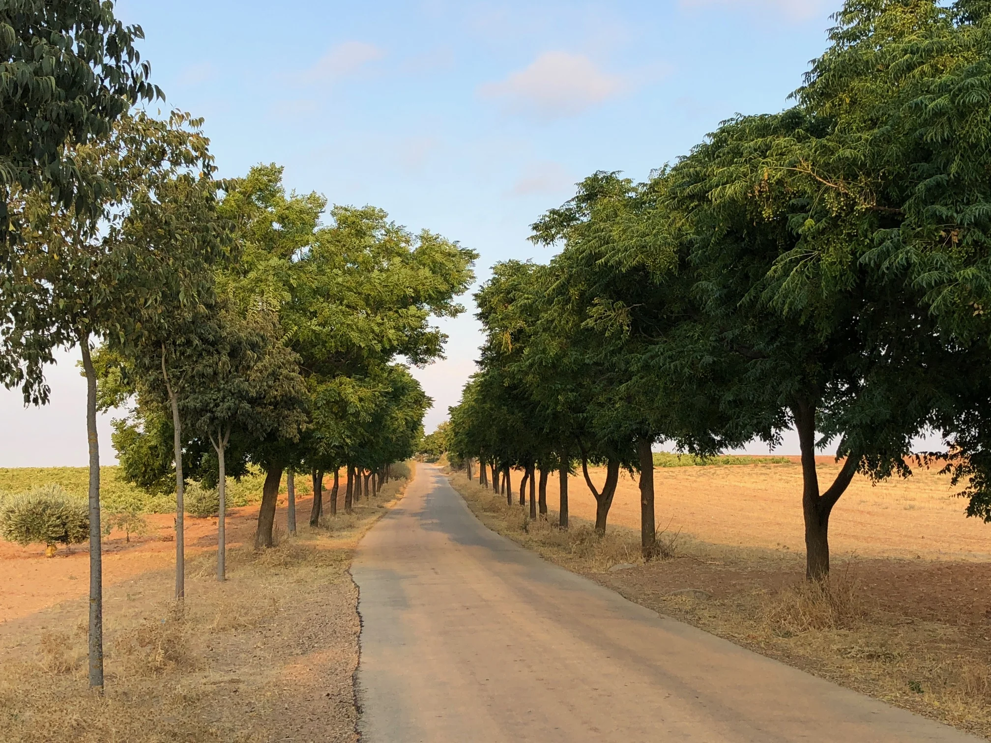 SYRANGA TREES LINING THE ENTRANCE TO EL TOBOSO, STOPPED HERE FOR COFFEE, 2 1/2 HOURS WALKING