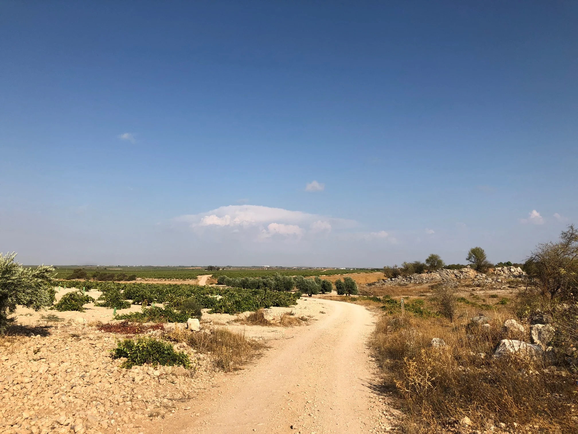 QUINTANAR IN THE DISTANCE