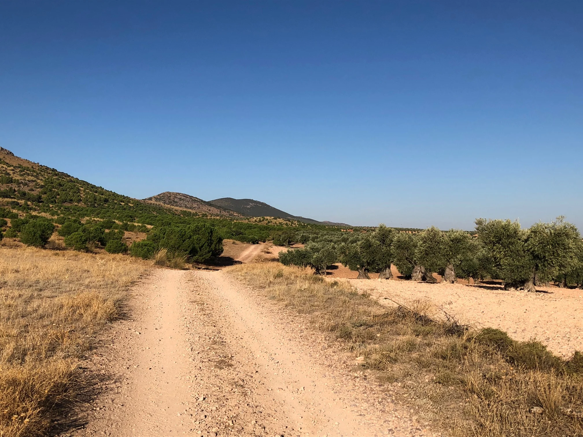 PINES AND OLIVE TREES
