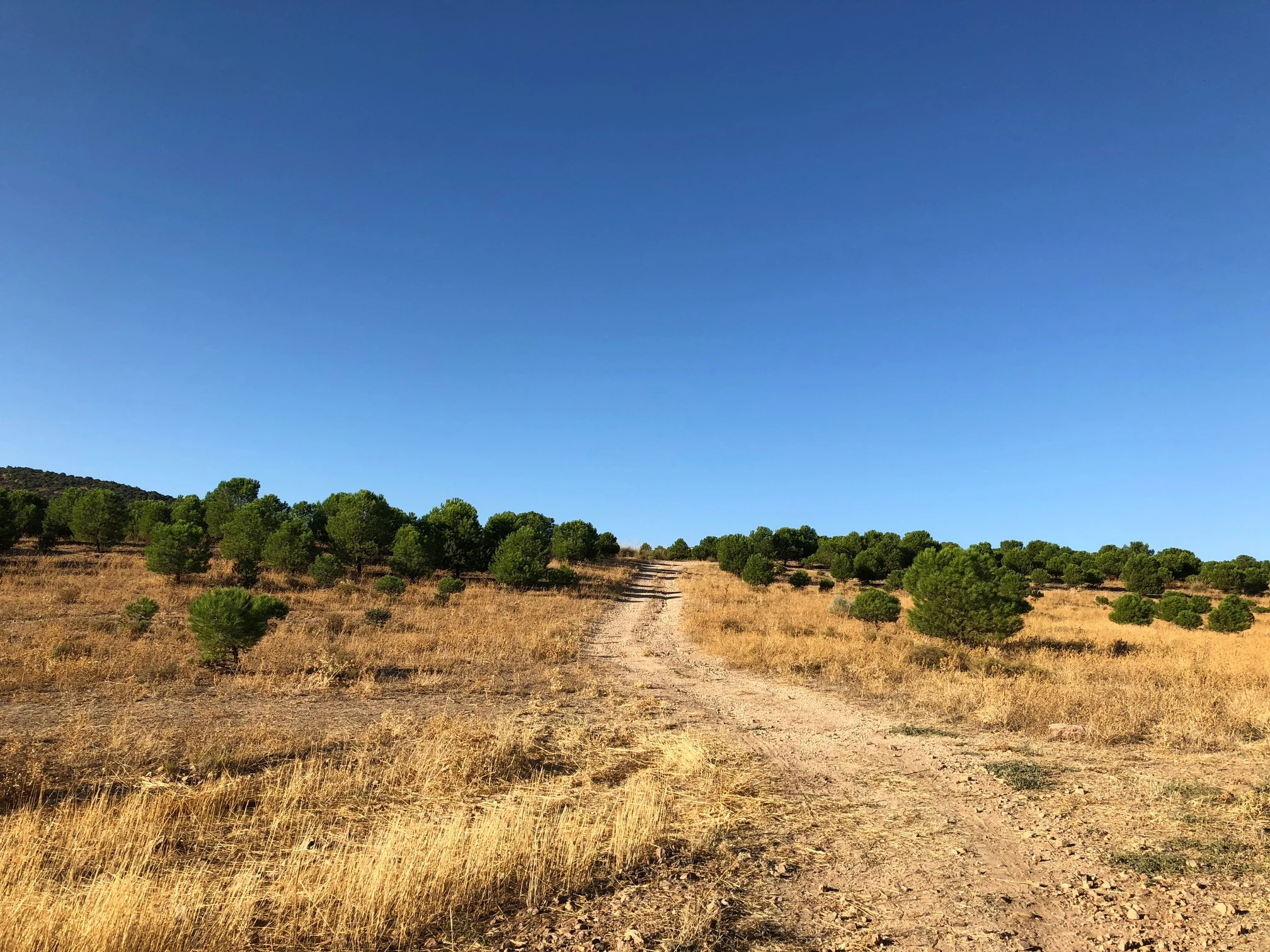 THE TRANSITION TO MIDGET PINES AND ROCKS AS ROAD