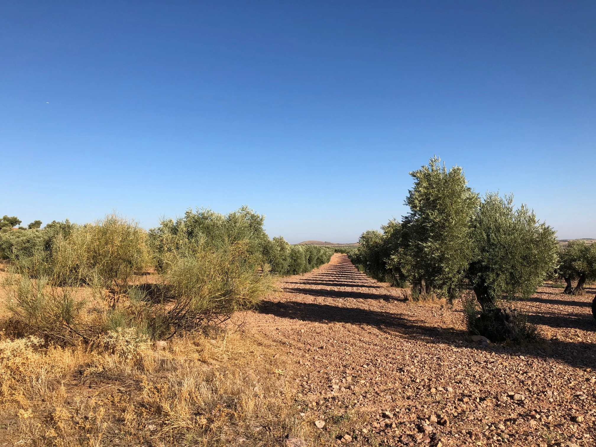 OLIVE GROVES AS FAR AS I COULD SEE