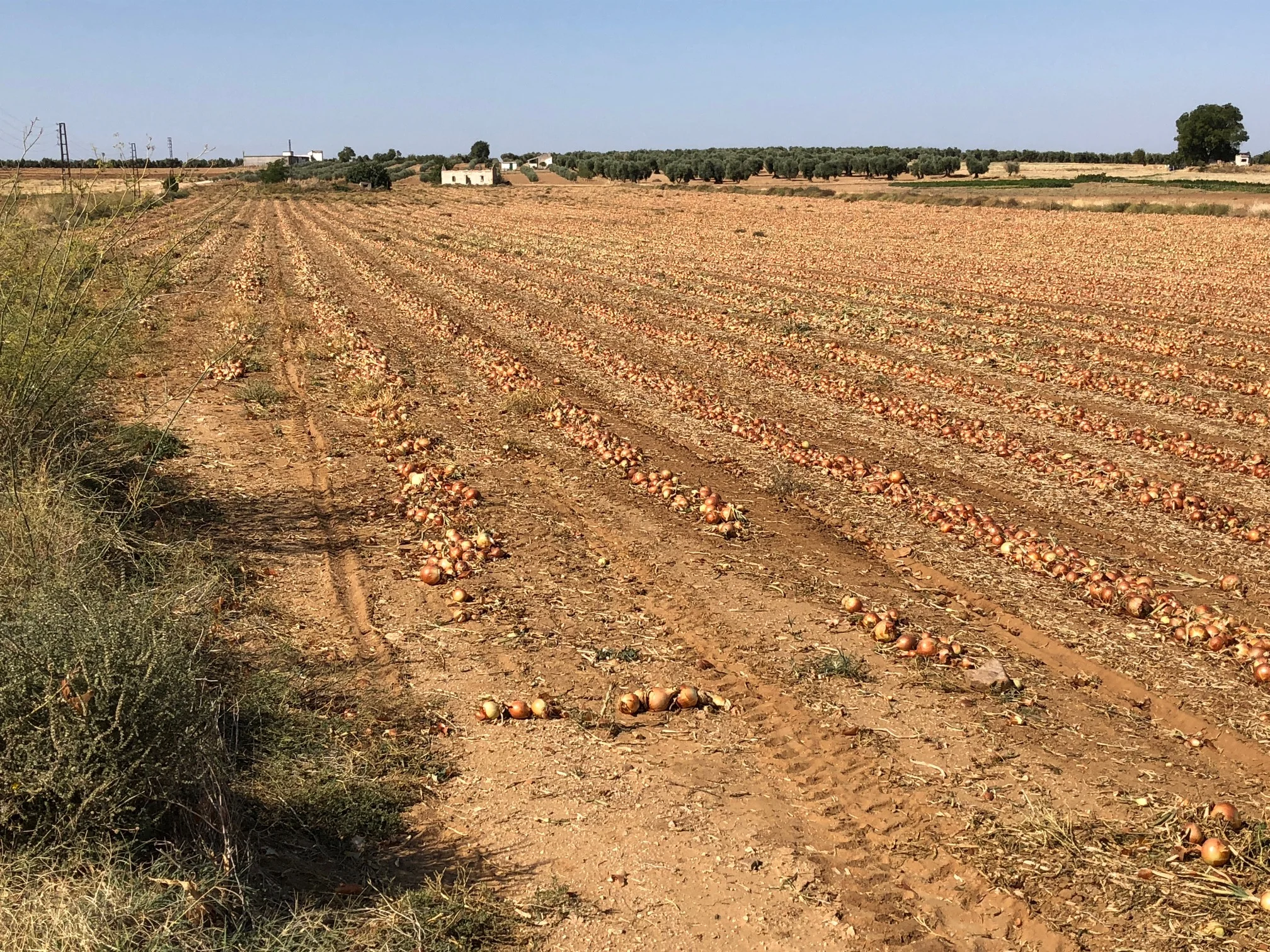 ONION FIELD AND AROMA