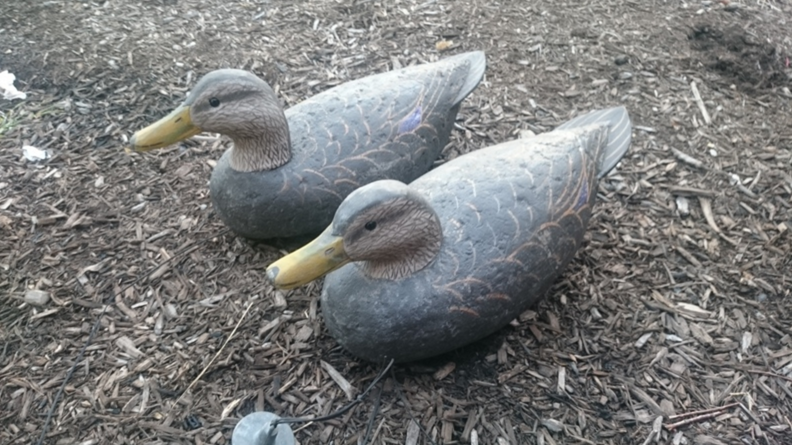 Screen Shot 2017-03-17 at 11.40.49 AM.png