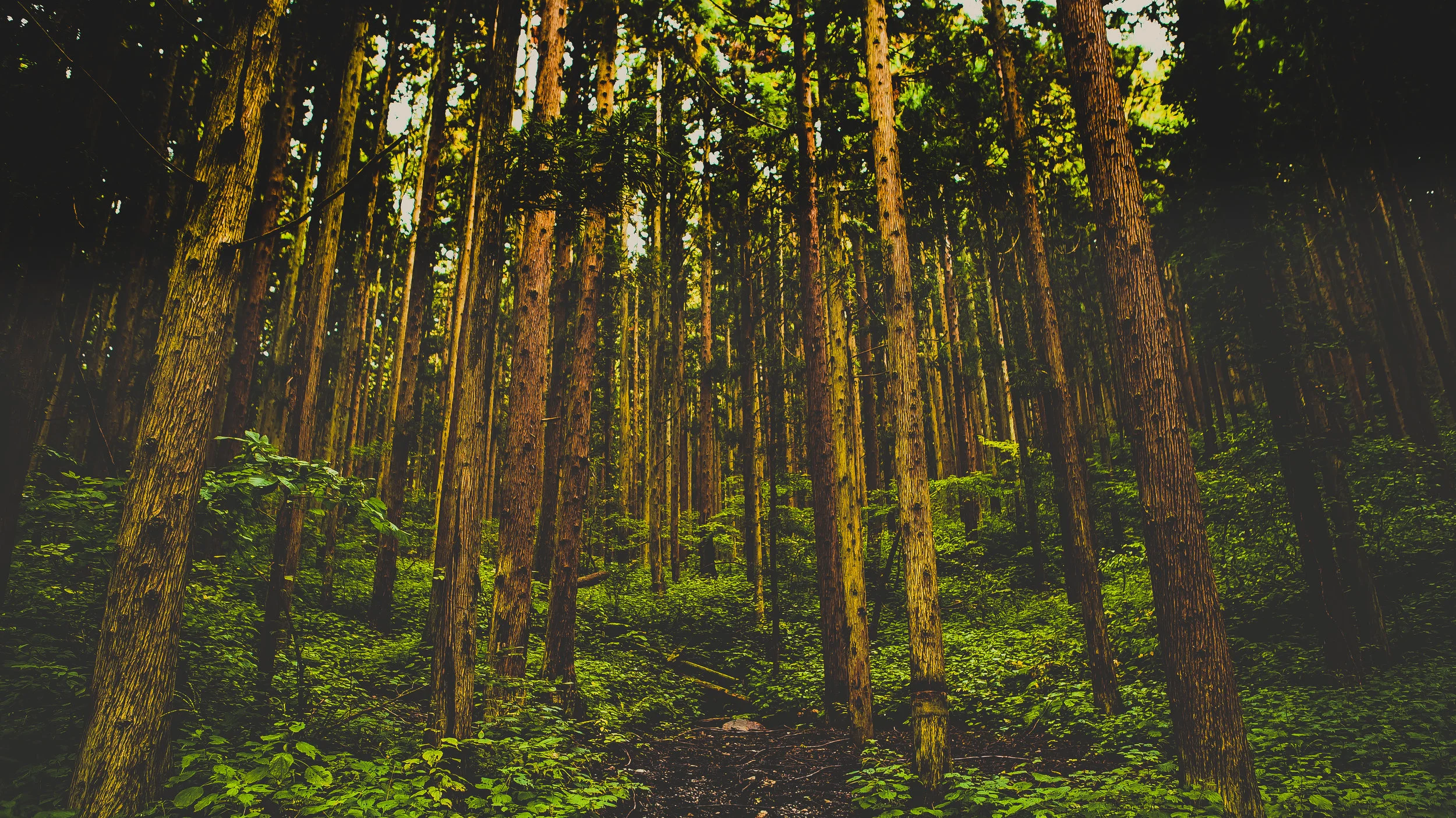 nagano 4 (1 of 1).jpg