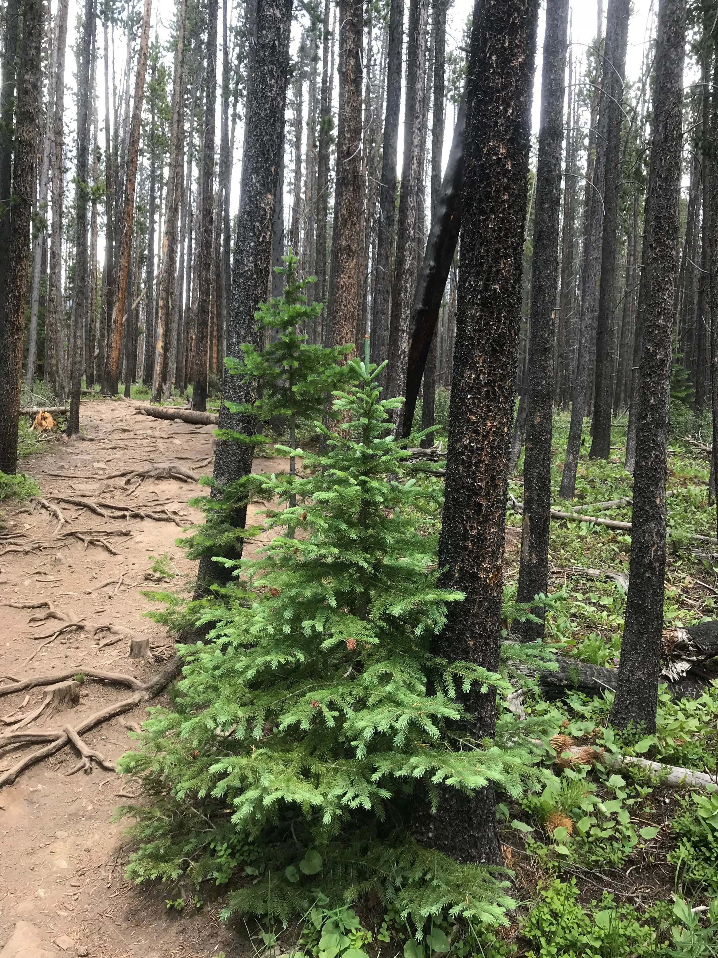 Torn Between Two Realities