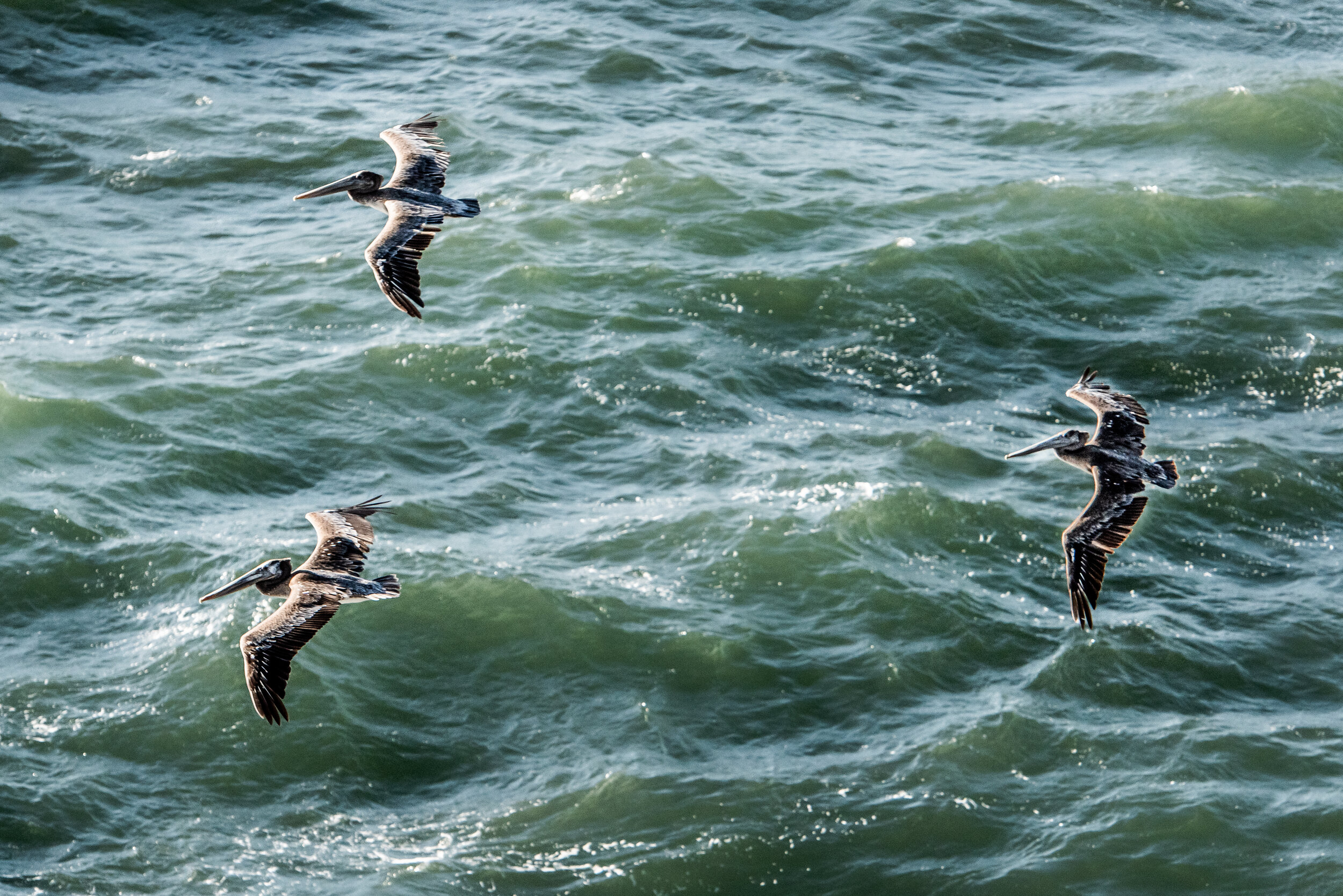 Pelicans.jpg