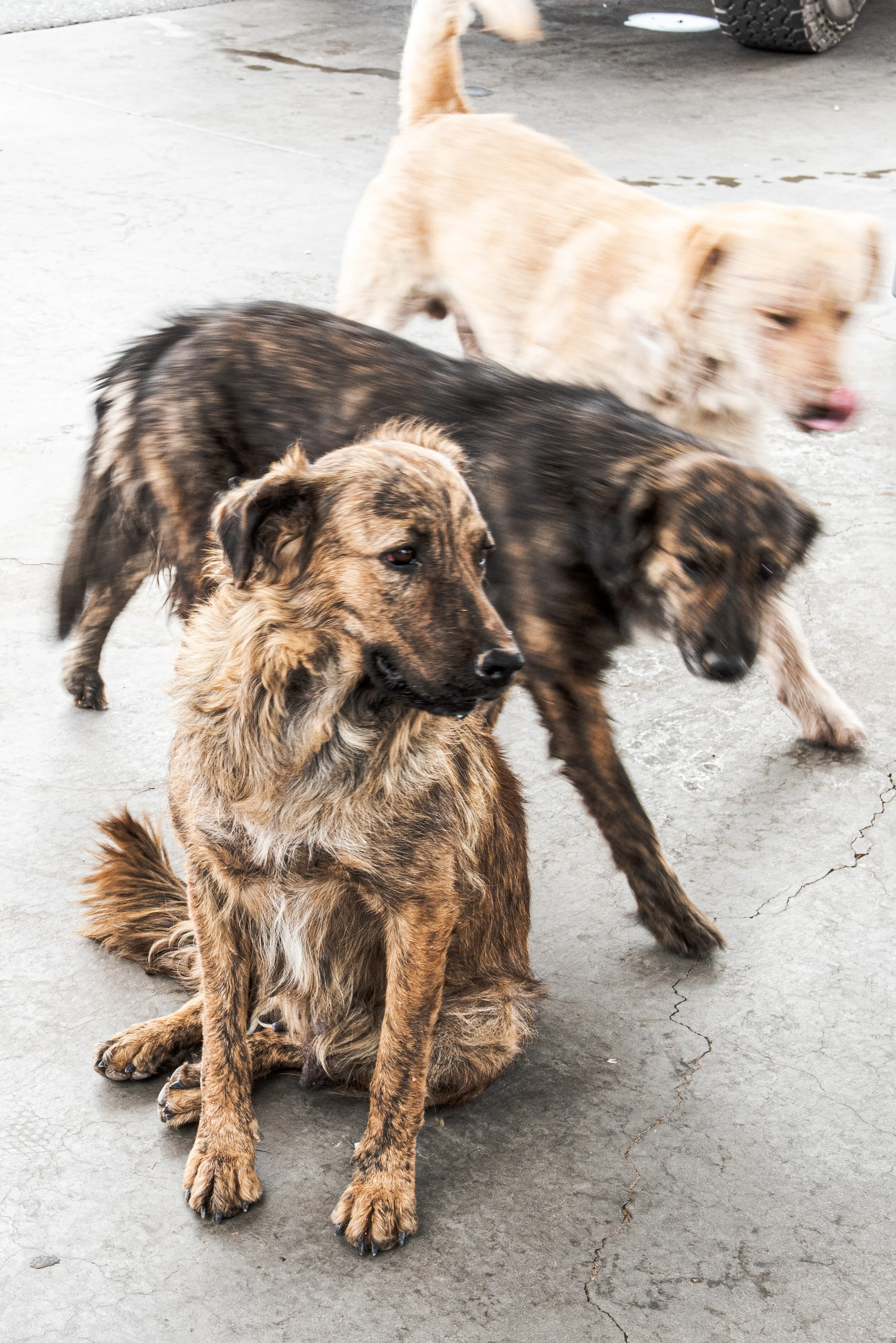    toddcerverisphotography  •  I loved all the dogs we saw roaming the Navajo Nation (and we saw a lot). Mottled and patchwork, they looked like they stepped right out of the sandstone, made of red mesa and canyon cliff. Their eyes were set deep like
