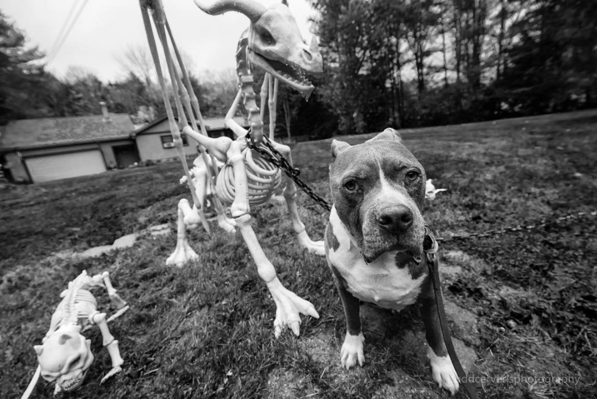  “He’s right behind me, isn’t he..?”  —————————————  #halloween #skeleton #dragon #dog #dogs #dogsofinstagram #balckandwhite #blackandwhitephotography #blackandwhitephoto #ruhroh   