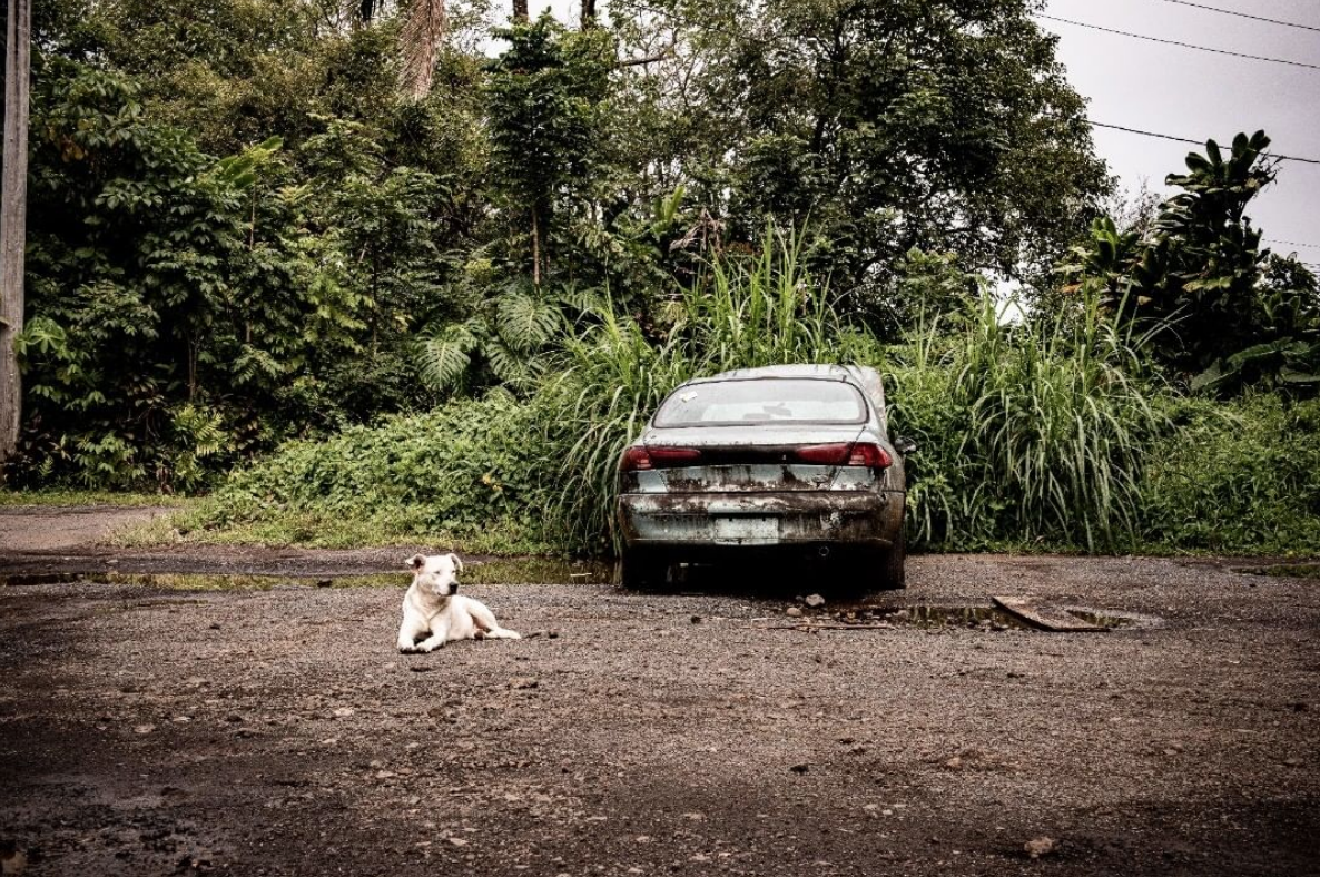  "Miki ka `îlio kahu `ole no ka hemahema."  (Stray dogs will take what one neglects to care for.)  - Hawaiian proverb  ————————————————  #tcp366 #project366 #maui #hawaii #nahiku #dogs #dogsofinstagram #mutts #muttsofinstagram #hawaiidog #hawaiidogs 