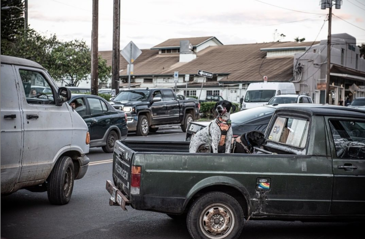  “Hoaloha"  ('friend')  ———————————————  #tcp366 #project366 #maui #hawaii #dog #dogs #dogsofinstagram #dogstagram #friend #friendship 