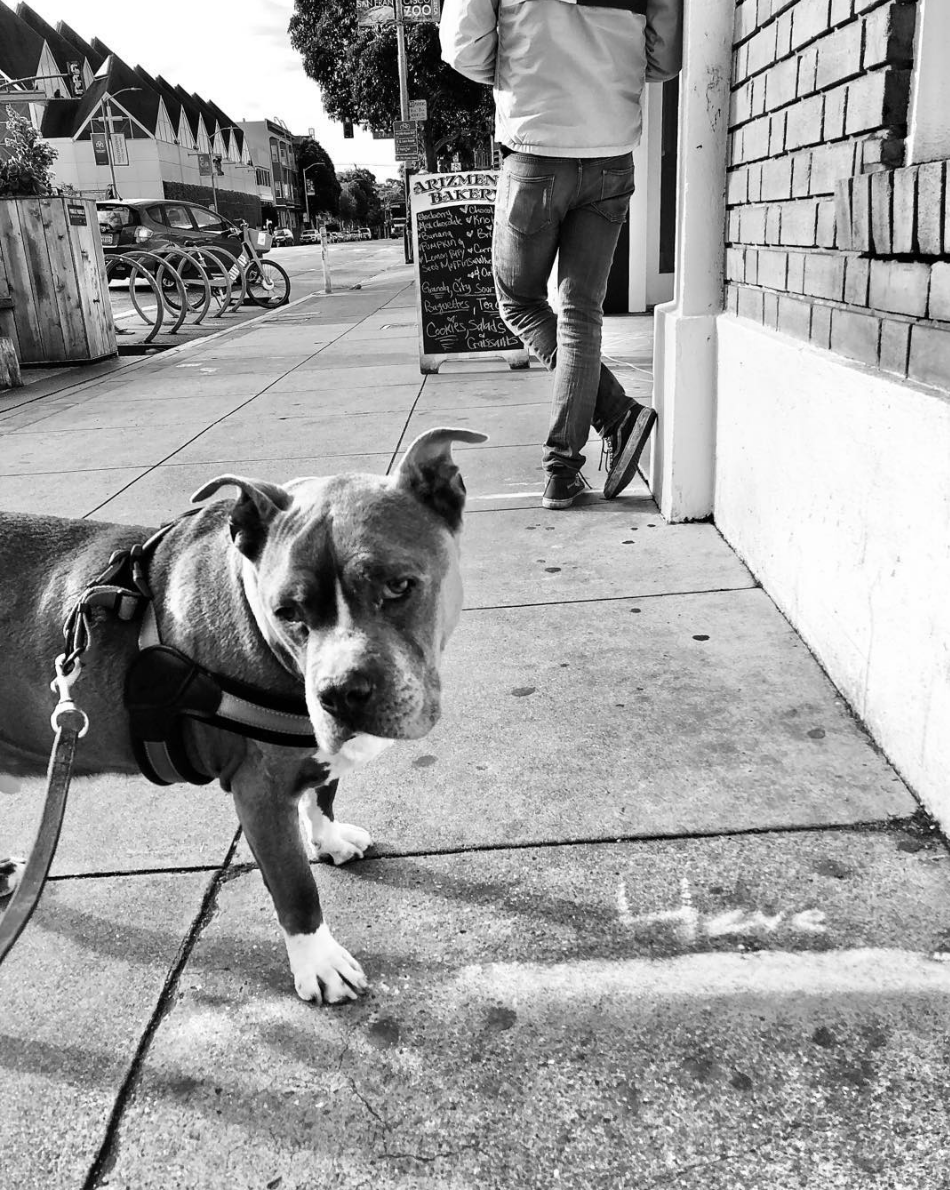  YOU try explaining “six foot spacing in line” to this guy at 8:50am when @arizmendimission doesn’t open ’til 9.  ————————————————  #tcp366 #project366 #blackandwhite #blackandwhitephotography #sanfrancisco #missiondistrict #missiondistrictsf #dog #d