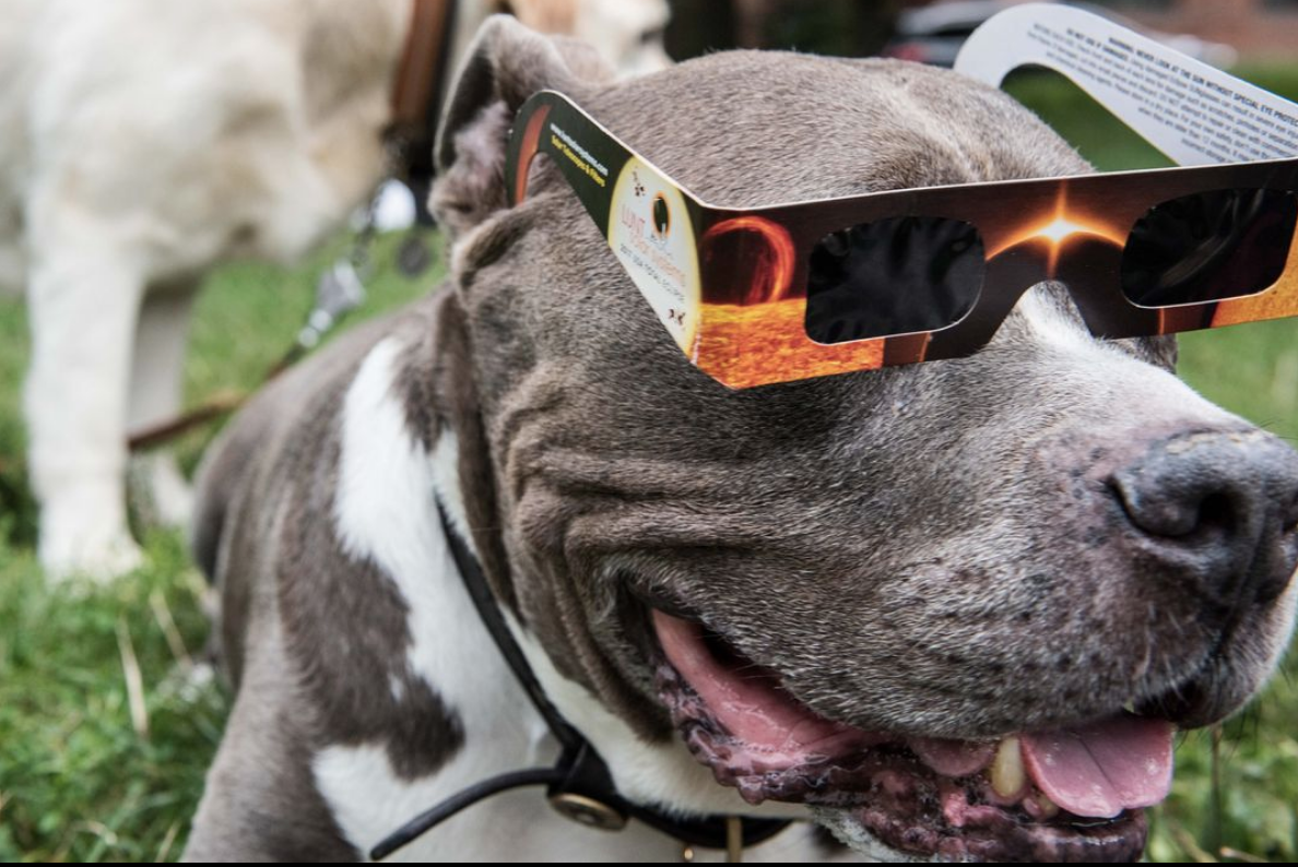  My studio assistant wanted to be sure he caught the Butley-clipse....We hope you enjoyed the 2 hours of CNN talking about something other than politics as much as we did.    #solareclipse2017 #solareclipse #solar #inwood #inwoodpark #inwoodnyc #inwo