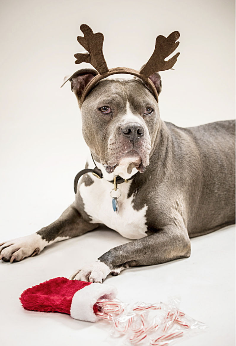  "Exactly what part of 'Don't touch my stocking,' do you not understand?"  .  Happy Holidays from Todd Cerveris Photography  ❄️❄️❄️❄️❄️❄️❄️❄️❄️❄️  .  .  .  .  .  #Christmas #Christmas2017 #MerryChristmas #Xmas #ChristmasIsComing #Holiday #Holidays #H