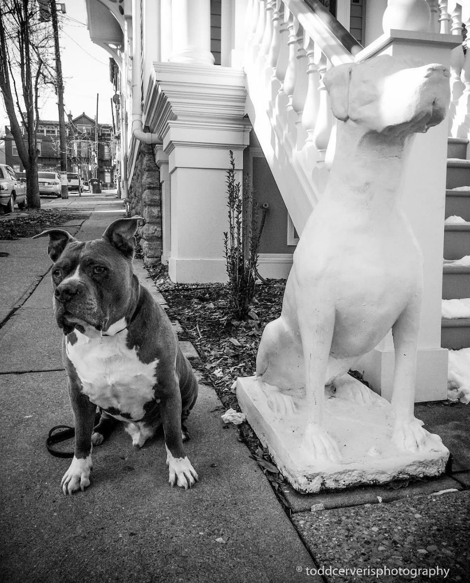  A Shared Watch  Cincinnati, OH  ———————-  #tbt #cincinnati #mtadams #mountadams #dog #dogs #dogsofinstagram #dogstatuesofinstagram #blackandwhite #blackandwhitephotography #amstaff #americanstaffordshireterrier #staffy #staffylove 