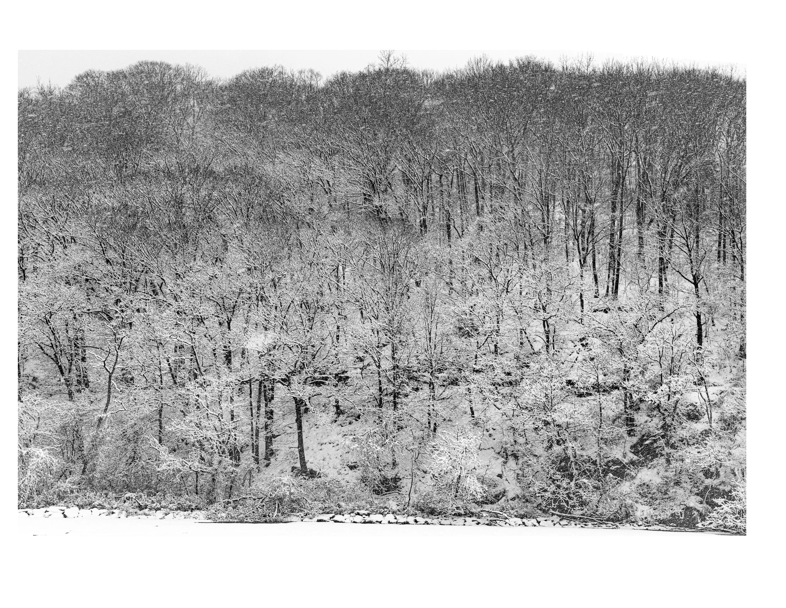 20210211 - Snowy Tree Fade.jpg