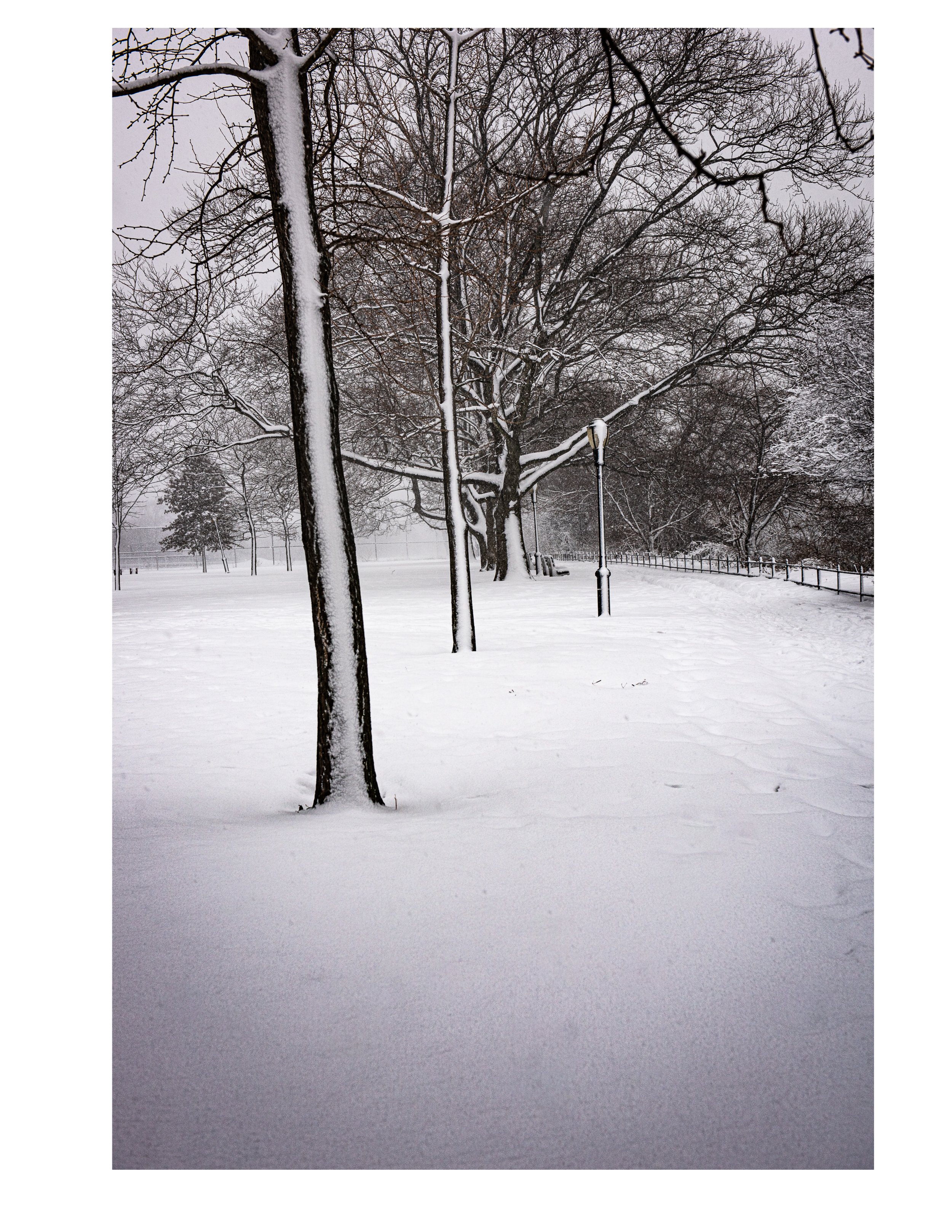 20210210 - Snow Trees.jpg