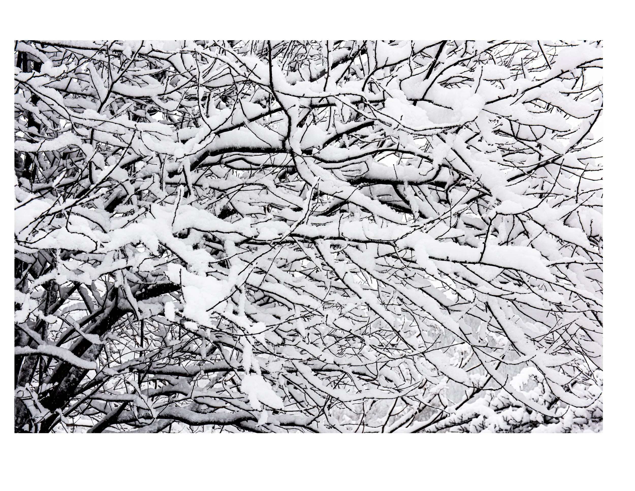 20210210 - Snow Branches.jpg