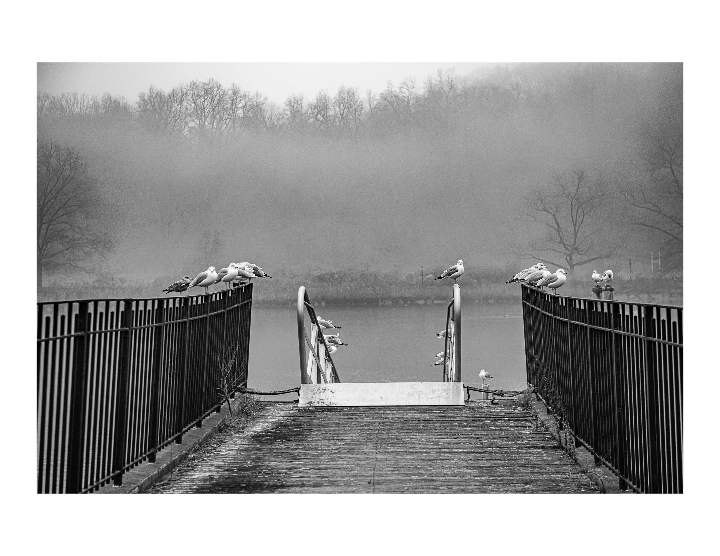 One Gull Staring BW.jpg