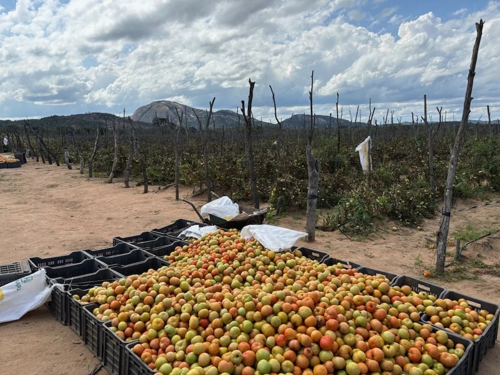 Tomato Farming