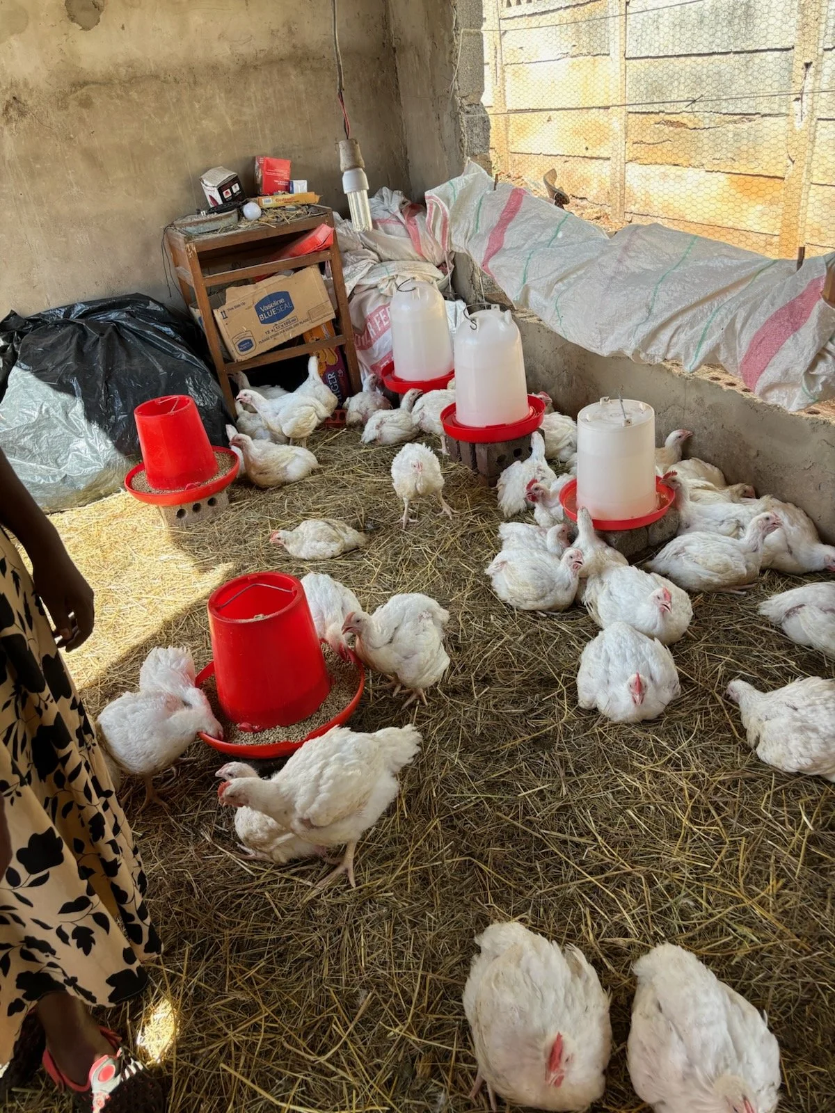 Chicken Farming