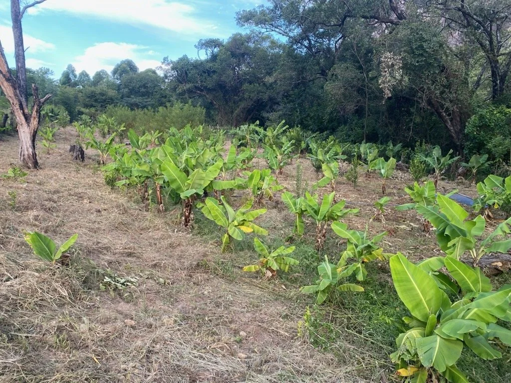 We are eager to see the growth here at Peter's farm!