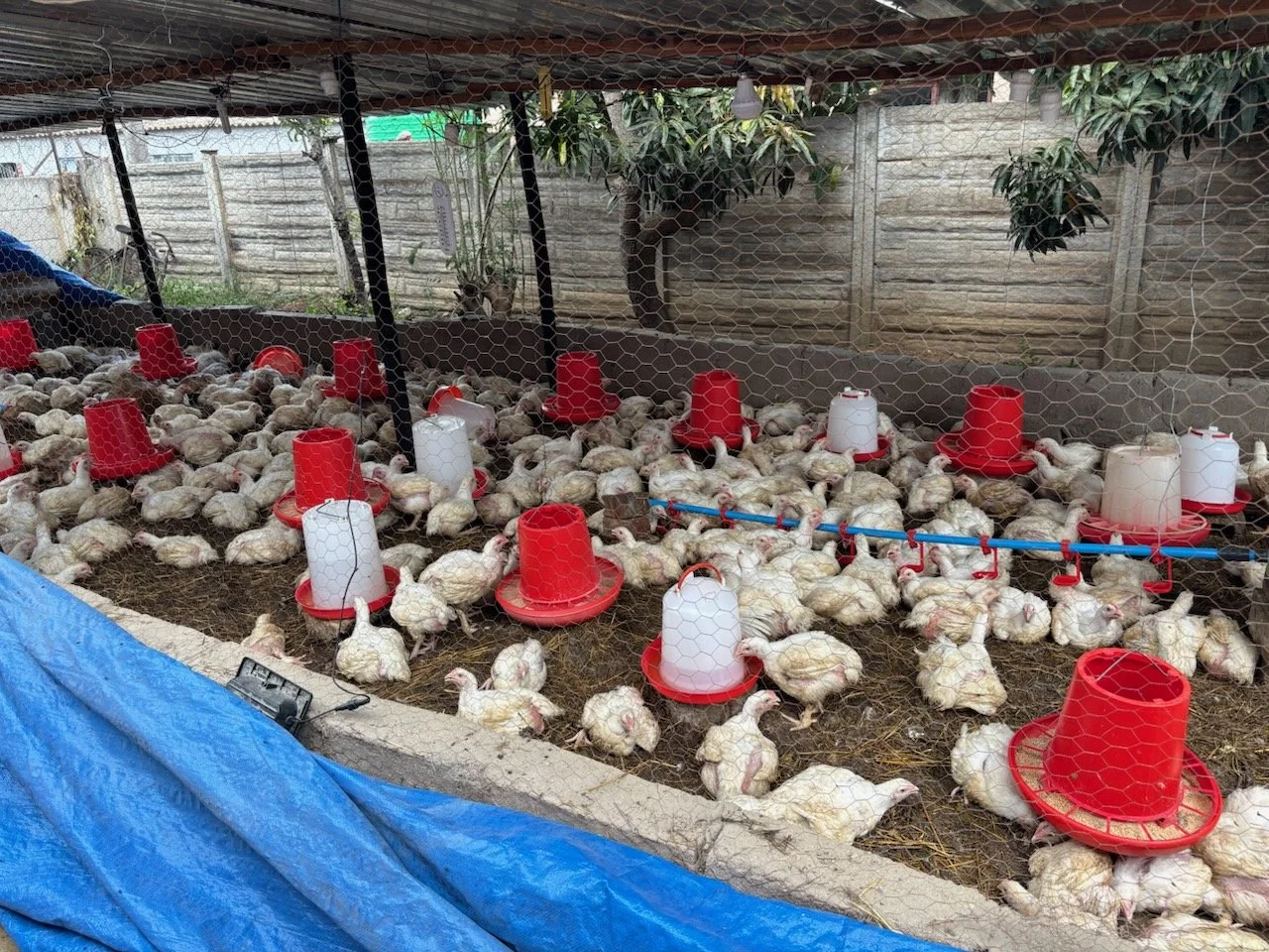 Chicken Farming
