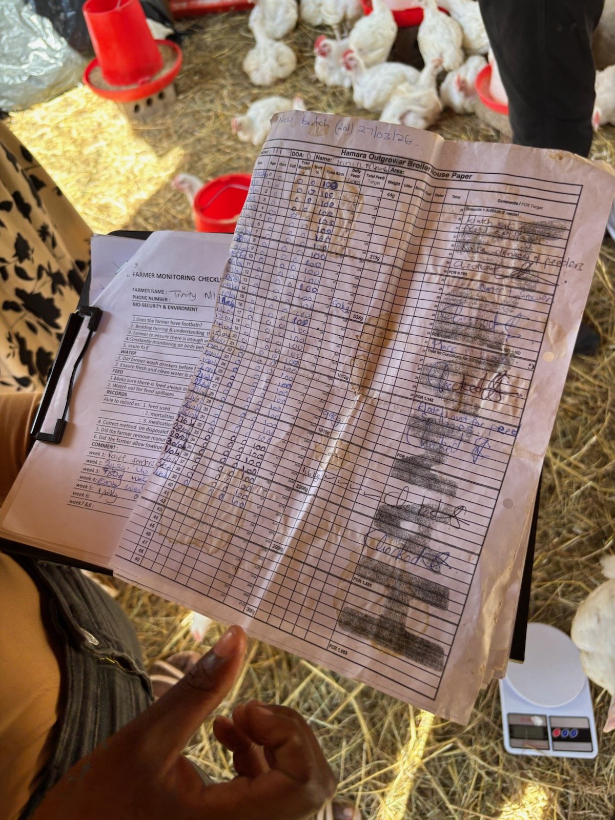 Organizing at the Chicken farm