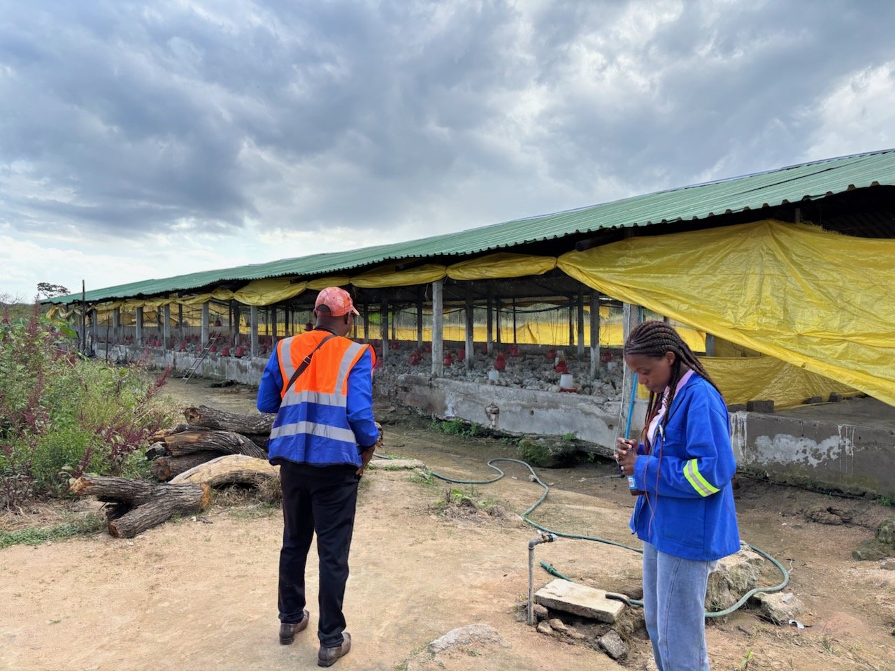Chicken Farming
