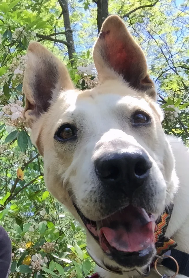 Ezzy, Wonder Dog