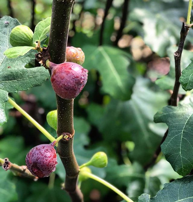 Flash Fresh Fig Sale! (Can you say that three times fast?!) When: This Friday 5-7 PM
Where: The Four Barns Farm Farmstand; 86 CR 518 Princeton NJ

Pick up some fresh figs to go with that Friday bottle of wine!! #freshfigs #figs #4barnsfarm #fourbarns