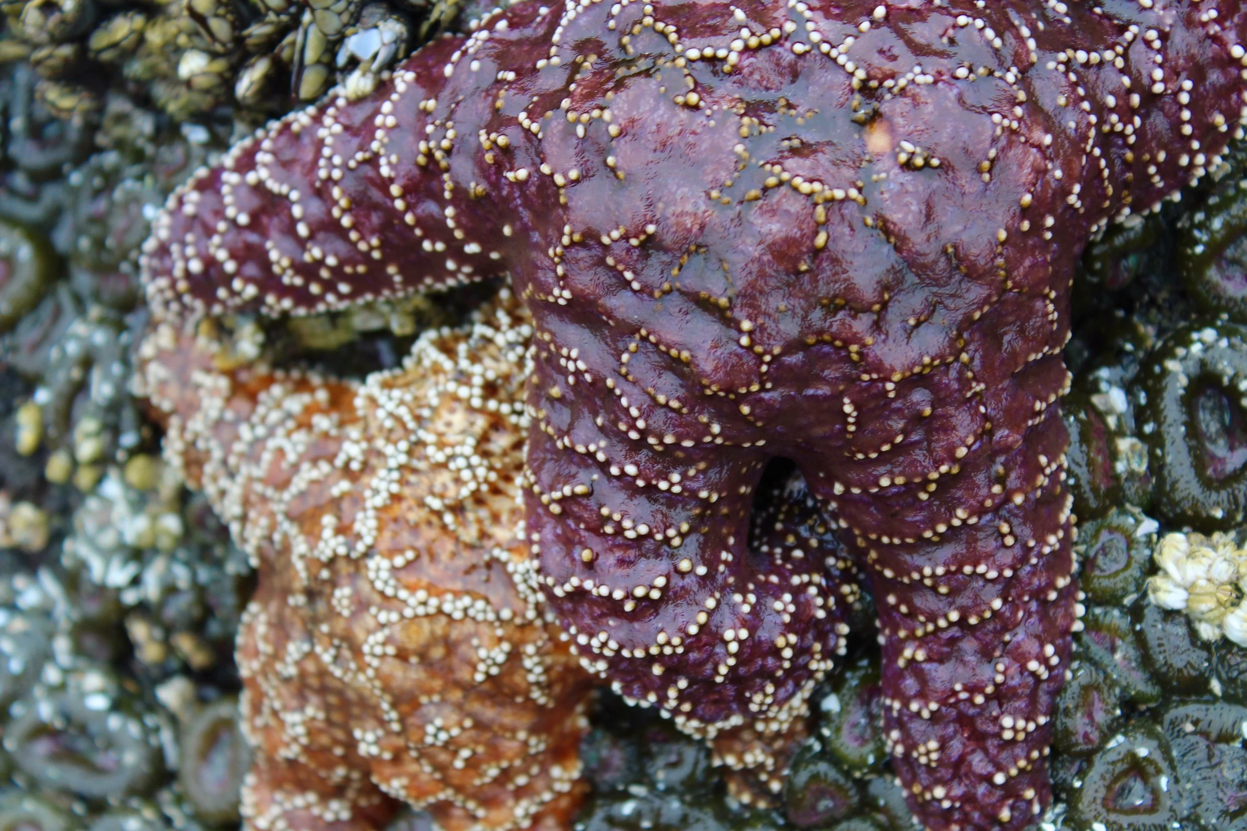 starfish.jpg