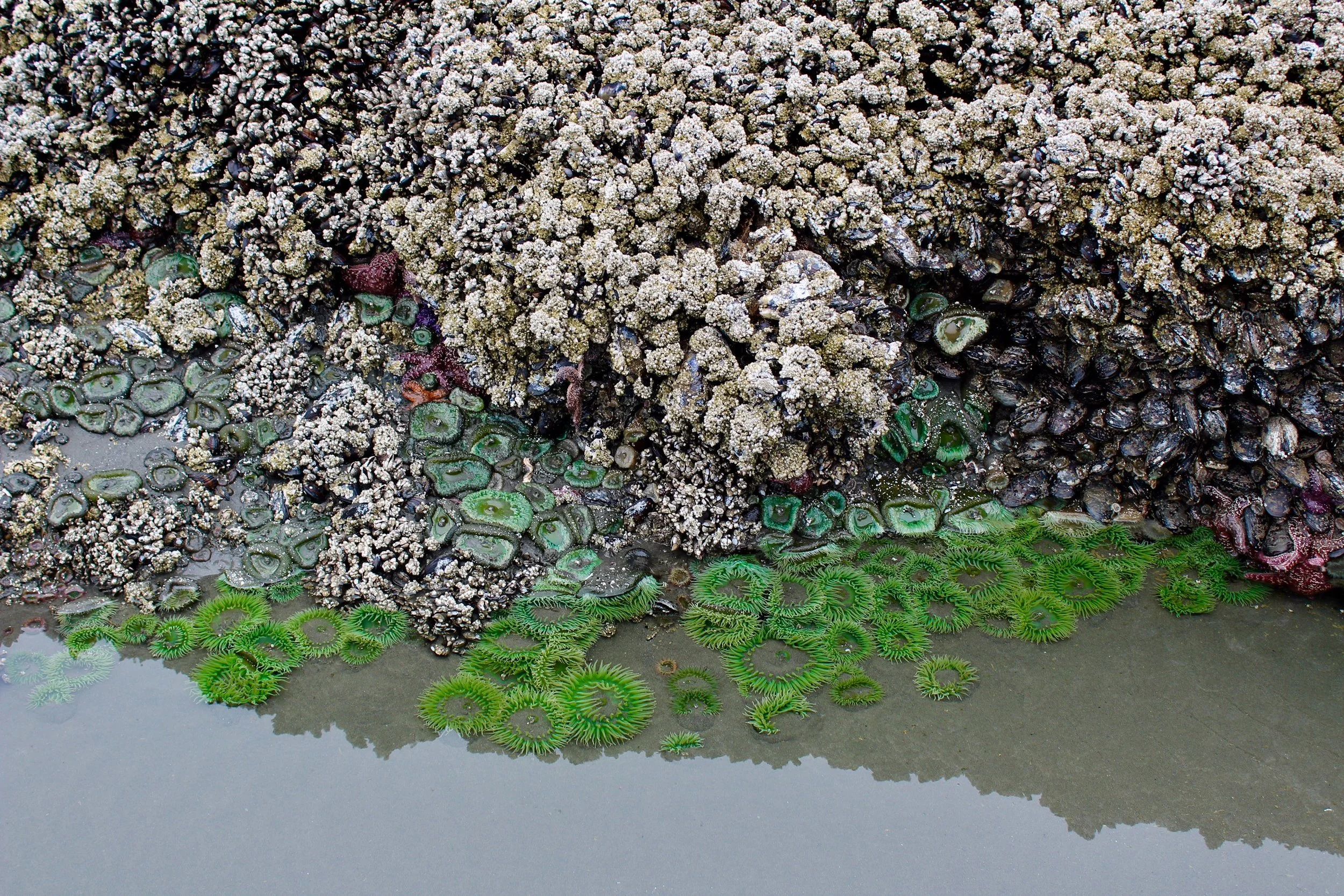 tidepool.jpg