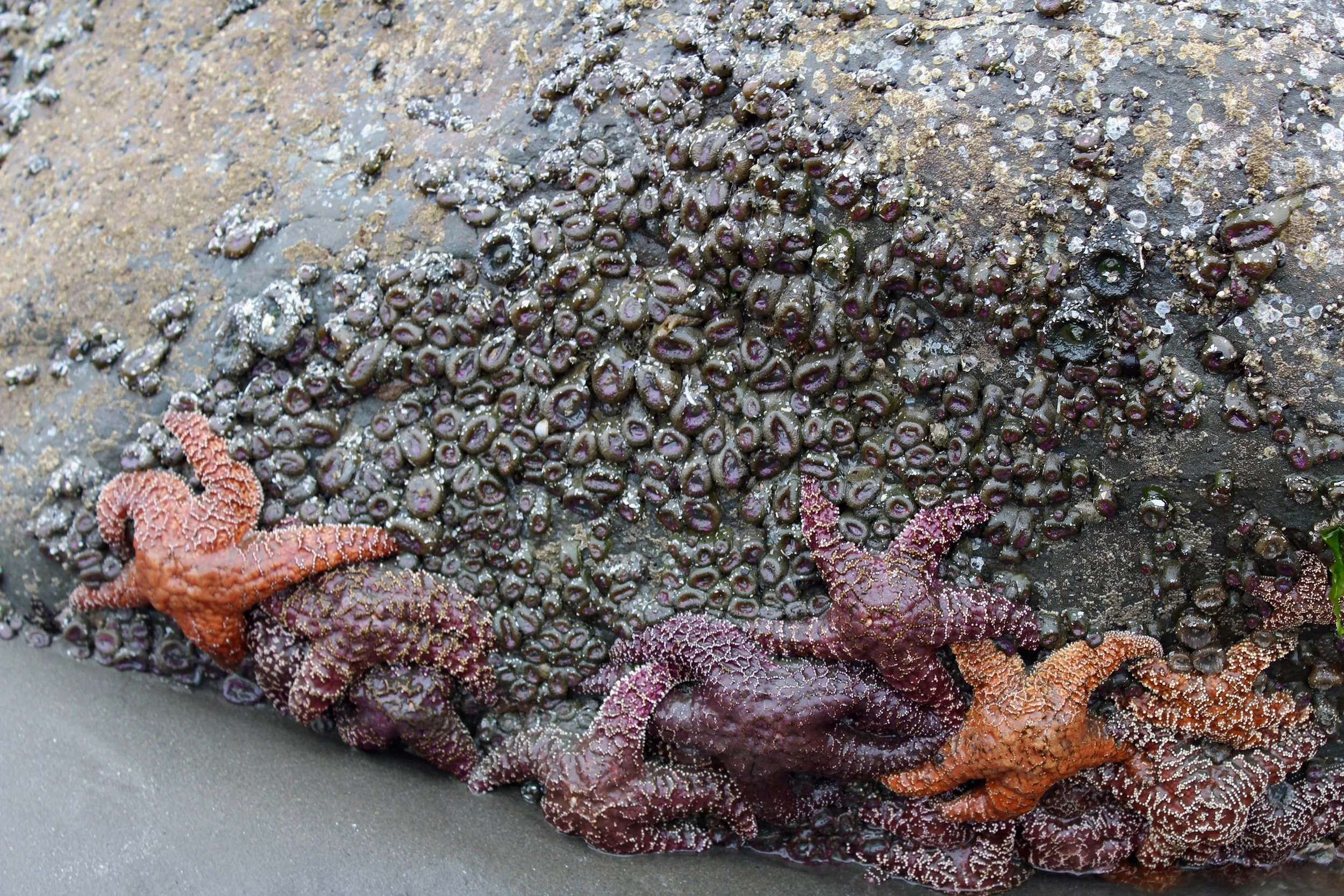 starfish 3.jpg