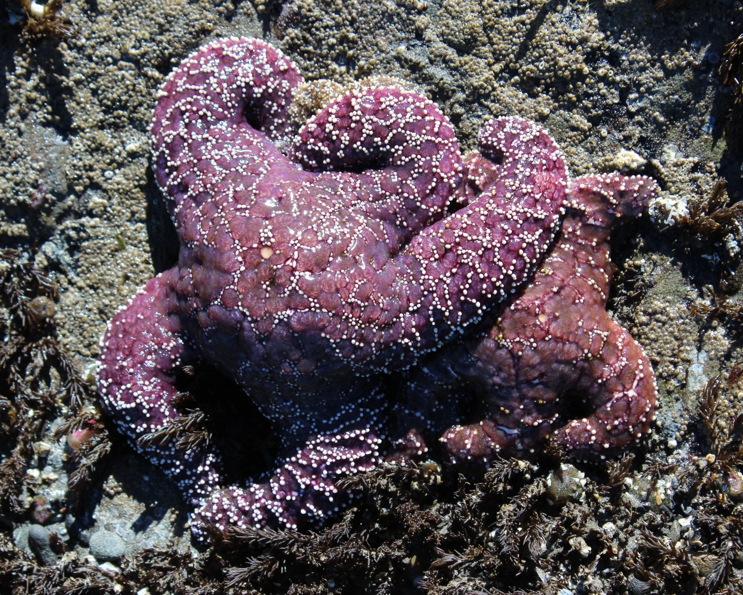 starfish 4.jpg