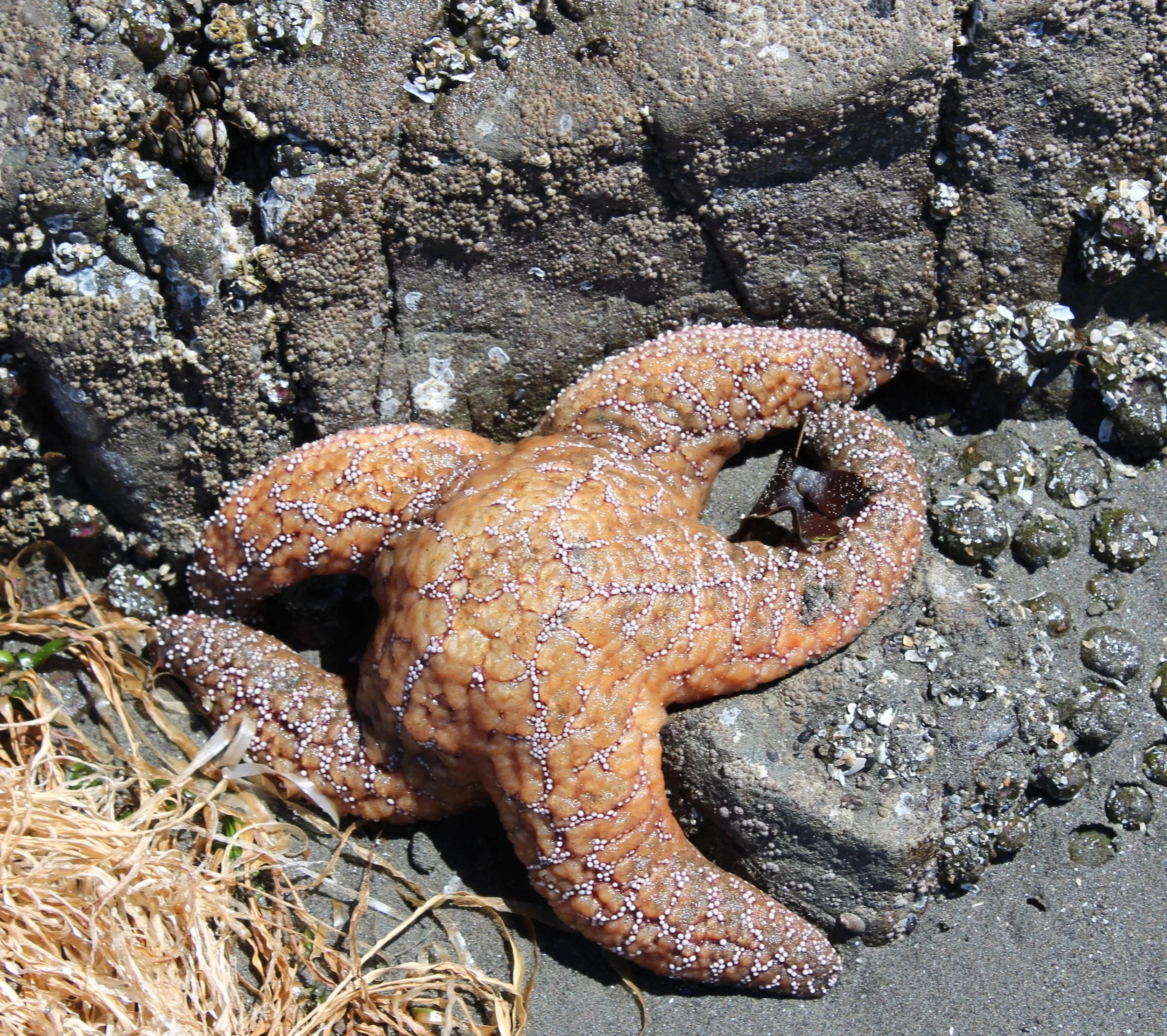 starfish 5.jpg