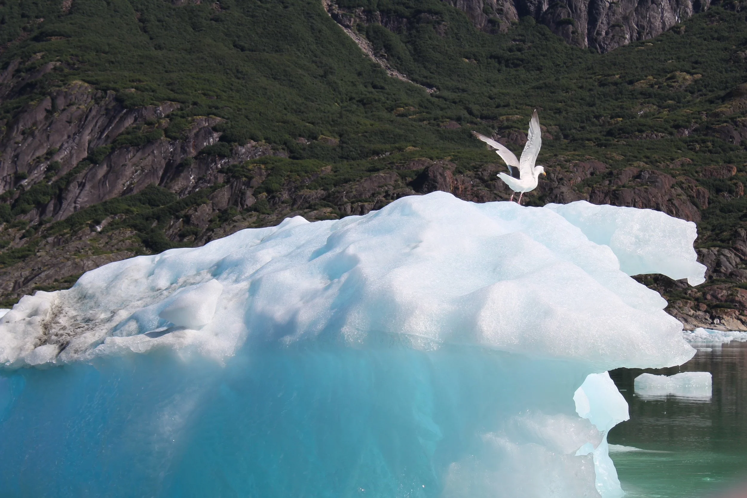 bird on ice.jpg