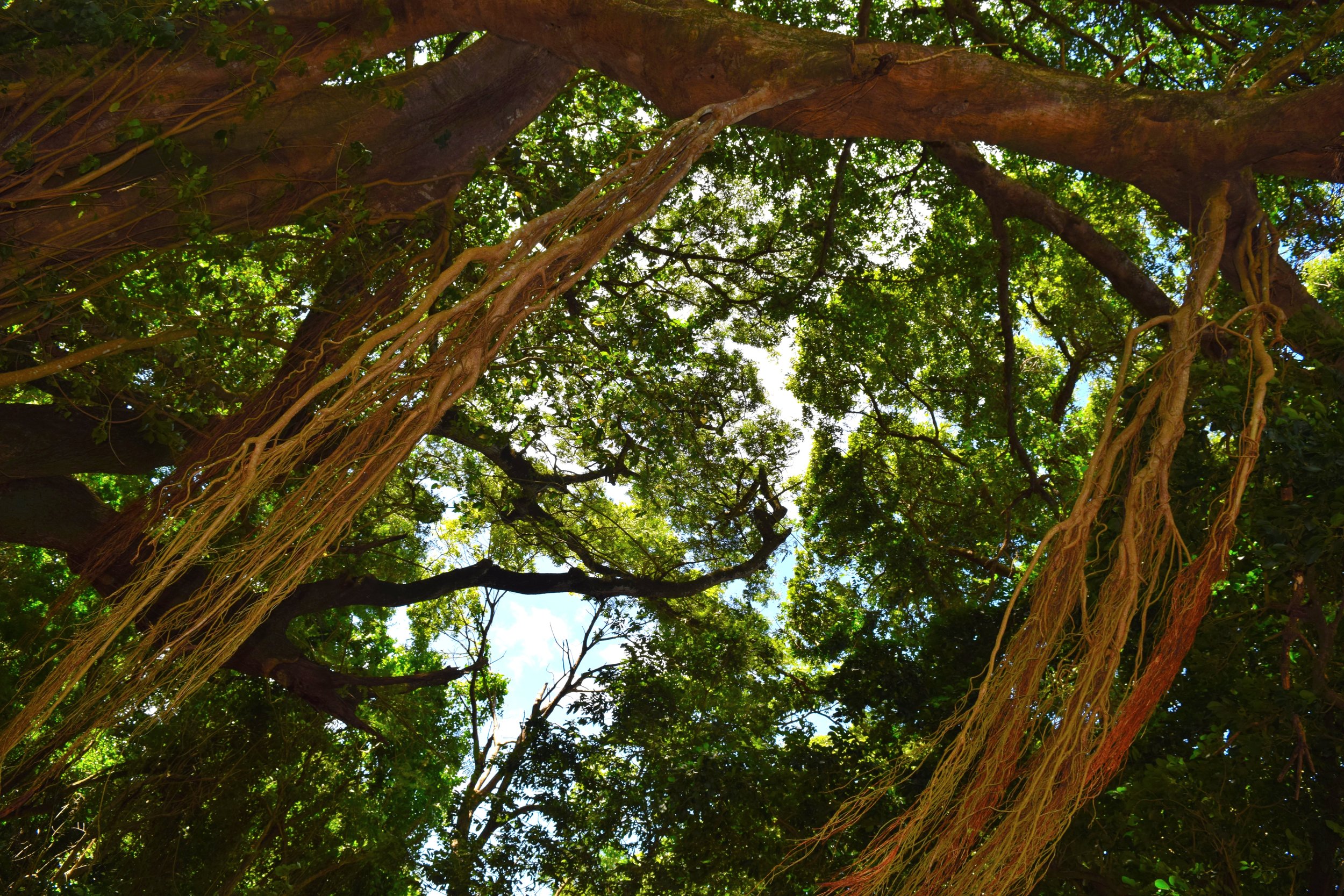 Jungle views in Martinique.