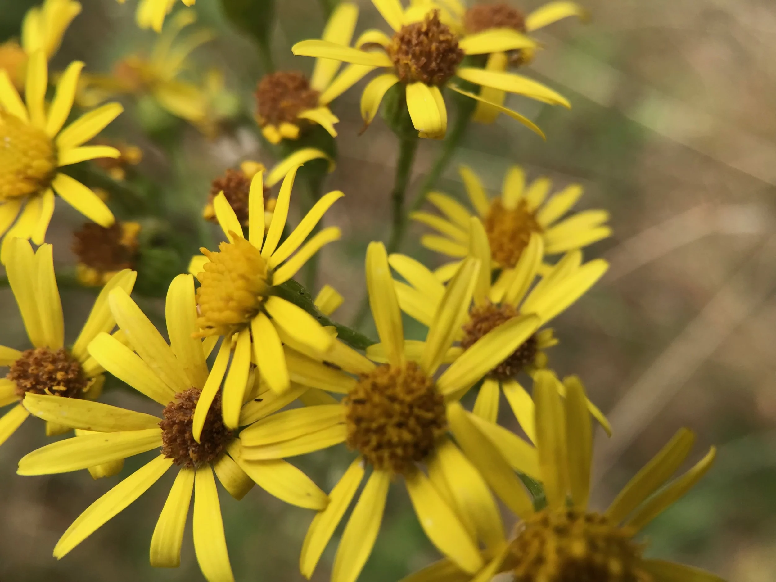 yellow flowers