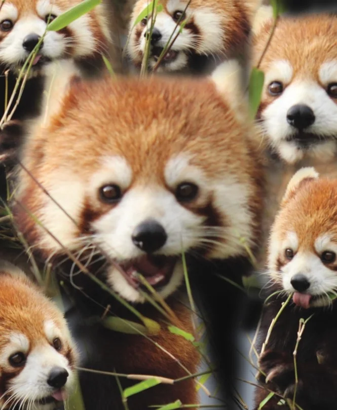 Invasion of the Red Pandas (herbal tea)