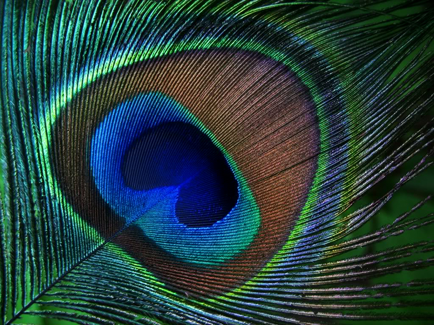 feather.jpg