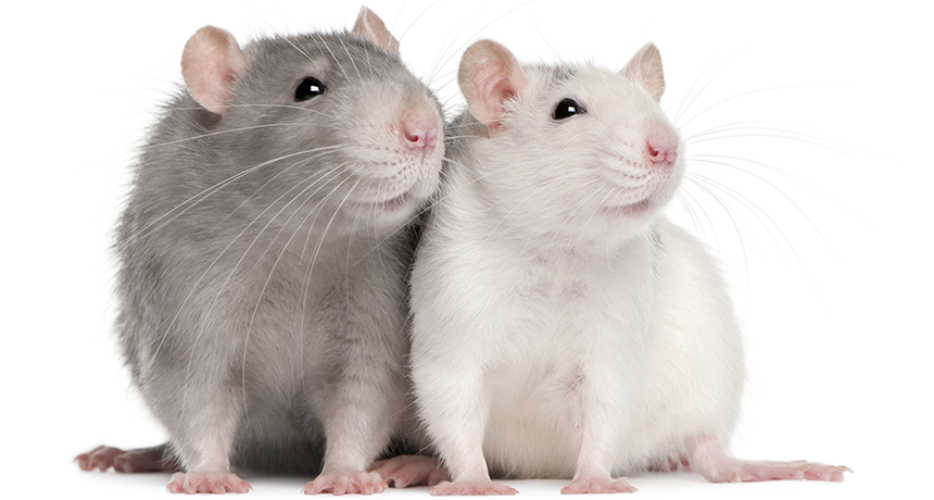 Rat Tickling — Project Brain Light