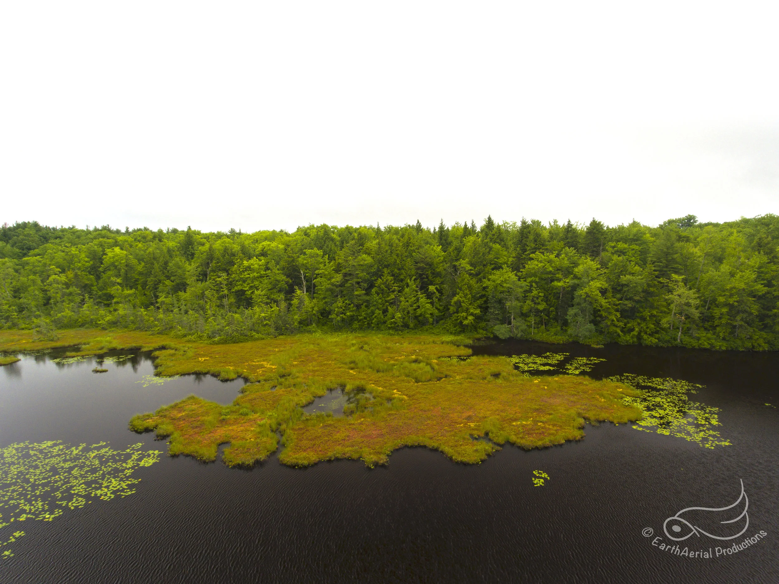 BogPond1 copy.jpg