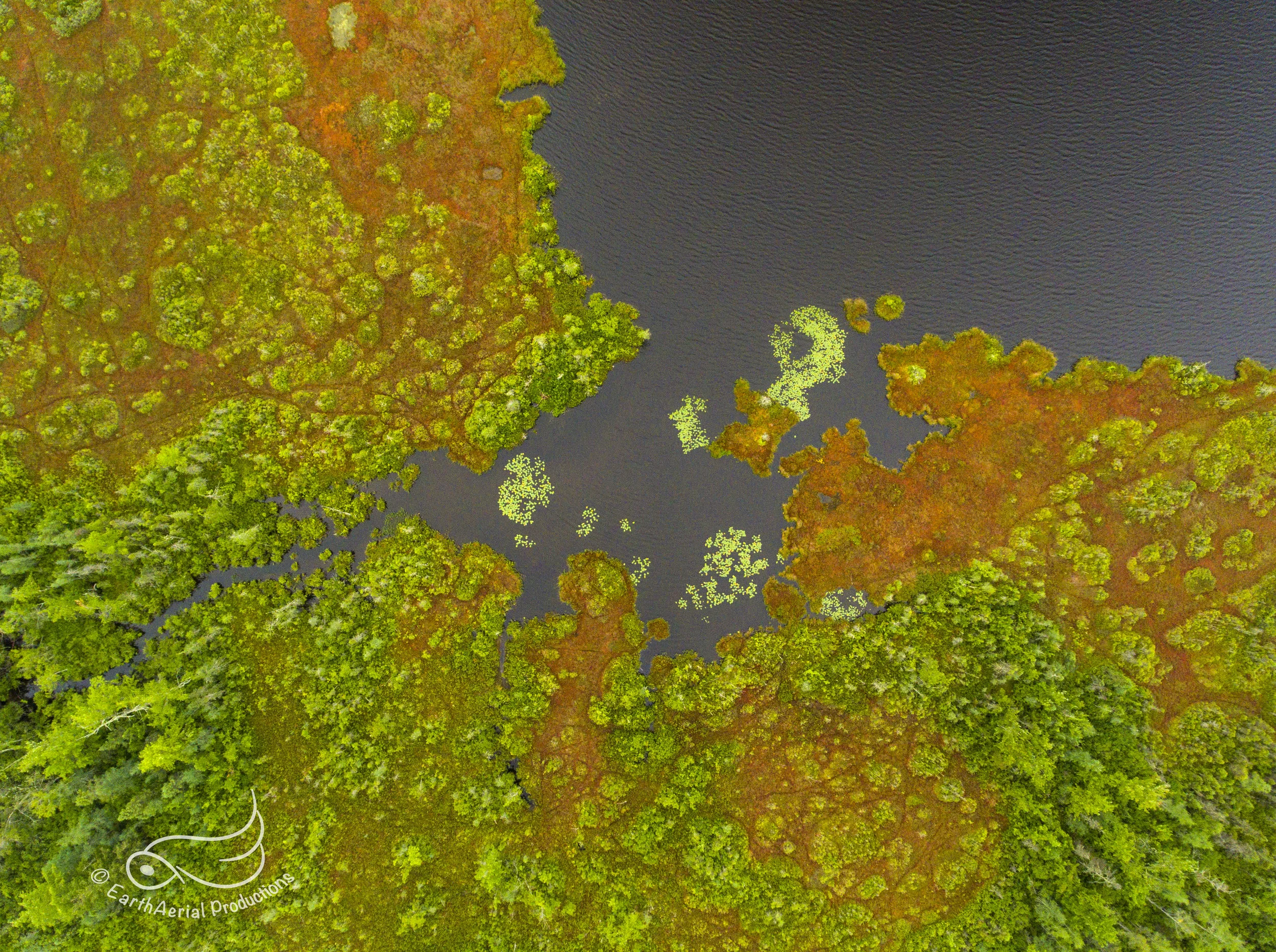 BogPond3 copy.jpg
