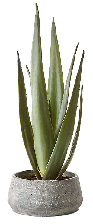 Artificial Potted Agave - Crate &amp; Barrel