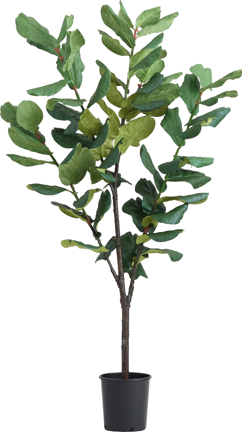 faux fiddle leaf fig tree.png