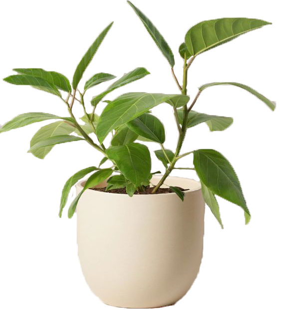 ficus.png