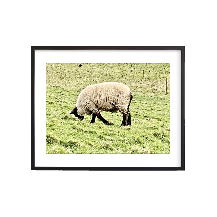 Irish Sheep - Framed.png