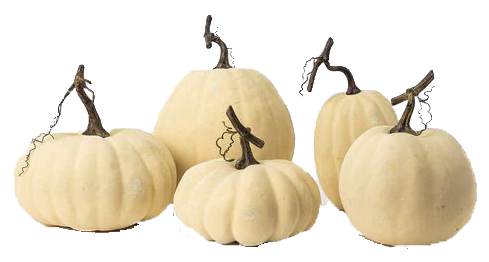 Ivory Pumpkin Collection 
