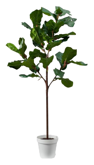 Faux Potted Fiddle Leaf Fig Tree.png