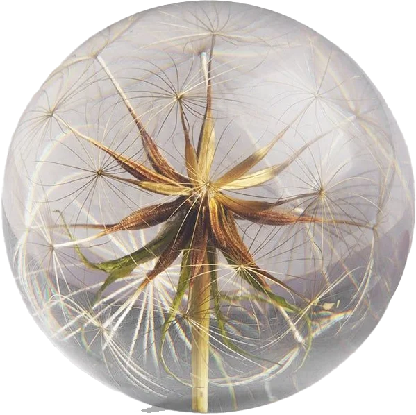 Real Goatsbeard Flower Paperweight.webp